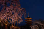 夜桜